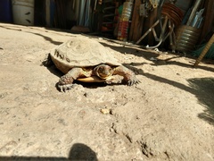 Rhinoclemmys pulcherrima rogerbarbouri