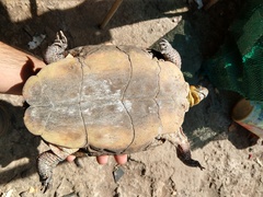 Rhinoclemmys pulcherrima rogerbarbouri