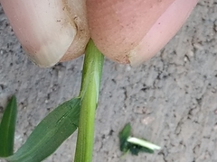 Poaceae