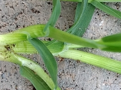 Poaceae