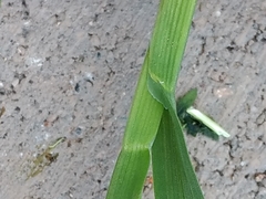 Poaceae