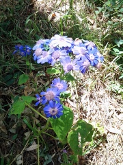 Pericallis × hybrida
