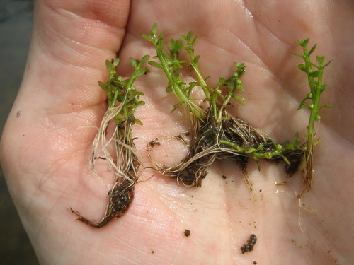 Small waterwort (Elatine minima)