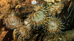 Actinothoe sphyrodeta