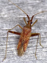 Phytocoris pallidicornis