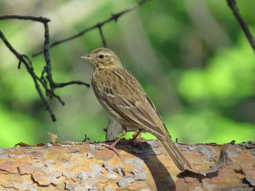Tree Pipit, photo 9 of 10