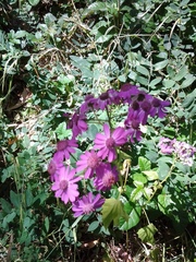 Pericallis × hybrida