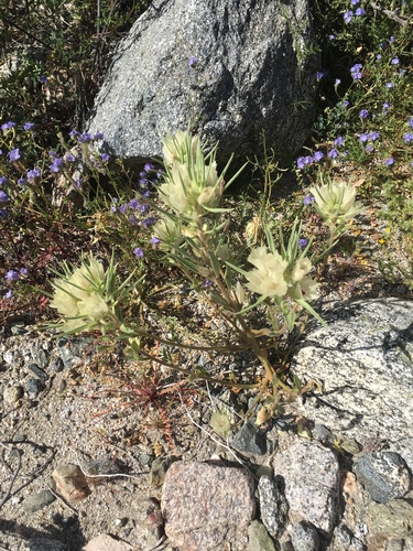 iNaturalist observation photo of ghost flower