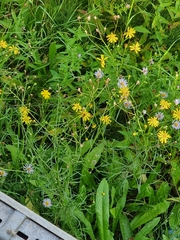 가는잎금방망이 (Senecio inaequidens): 기원과 용도 — 사진 3