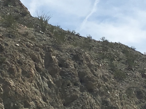 iNaturalist observation photo of Bighorn Sheep