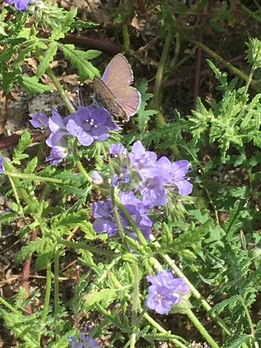 iNaturalist observation photo of Marine Blue