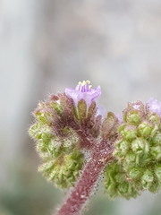 Phacelia coerulea