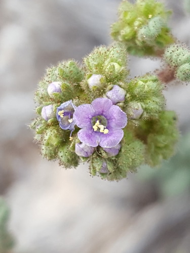 Skyblue phacelia (Phacelia coerulea)