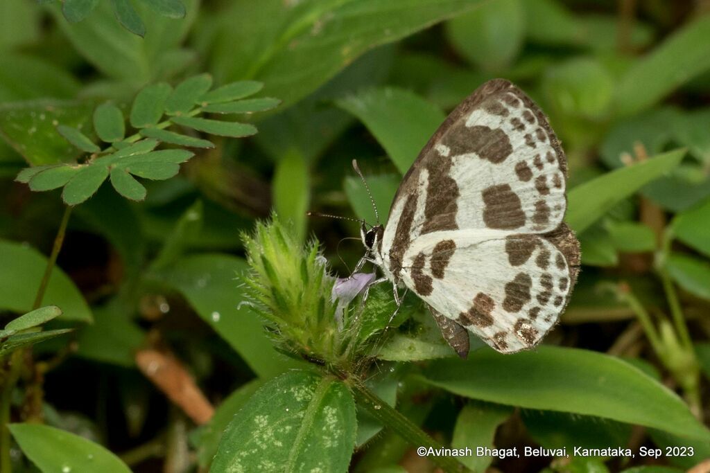 Banded Blue Pierrot from Someshwara Wildlife Sanctuary, Nadpal ...