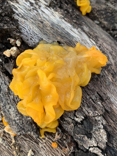 Representative image of Naematelia