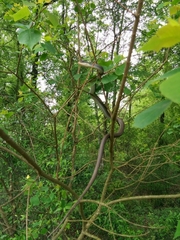 Coluber constrictor latrunculus