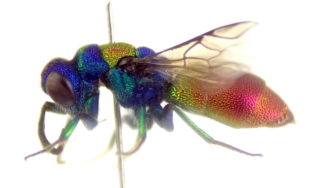 Chrysis gribodoi