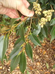 Castanopsis cuspidata