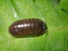 Scleropactidae