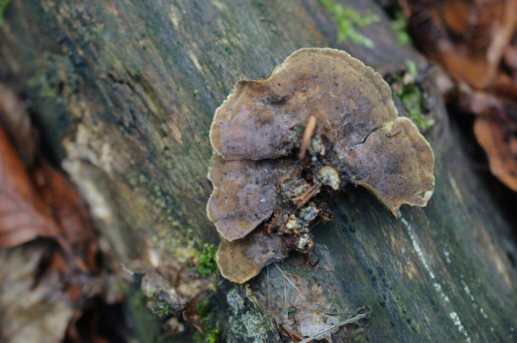 Tulasnella eichleriana