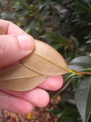 Castanopsis cuspidata