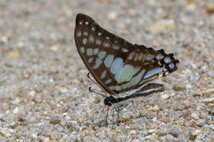 Graphium chironides