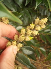 Castanopsis cuspidata