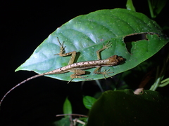 Anolis trachyderma