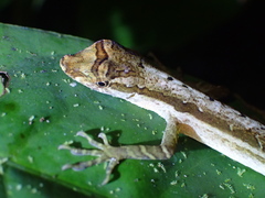 Anolis trachyderma