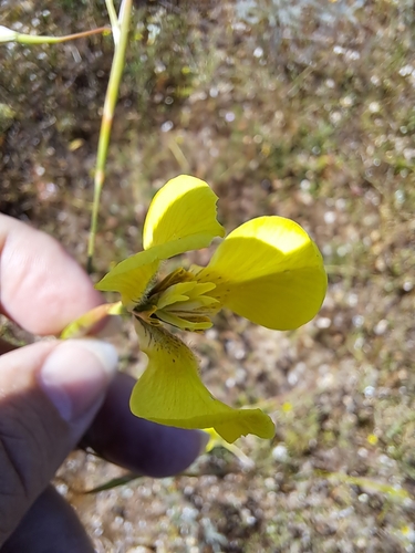 Image of Moraea bellendenii by (c) Noeleen du Toit, some rights reserved (CC BY-SA)