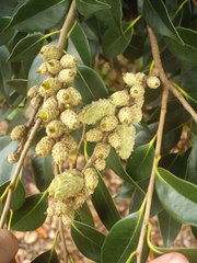 Castanopsis cuspidata