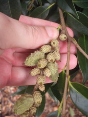 Castanopsis cuspidata