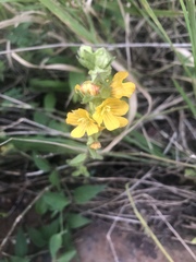 Alectra orobanchoides