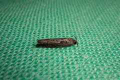 Pseudexentera