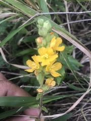 Alectra orobanchoides