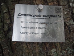 Castanopsis cuspidata