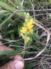 Alectra orobanchoides