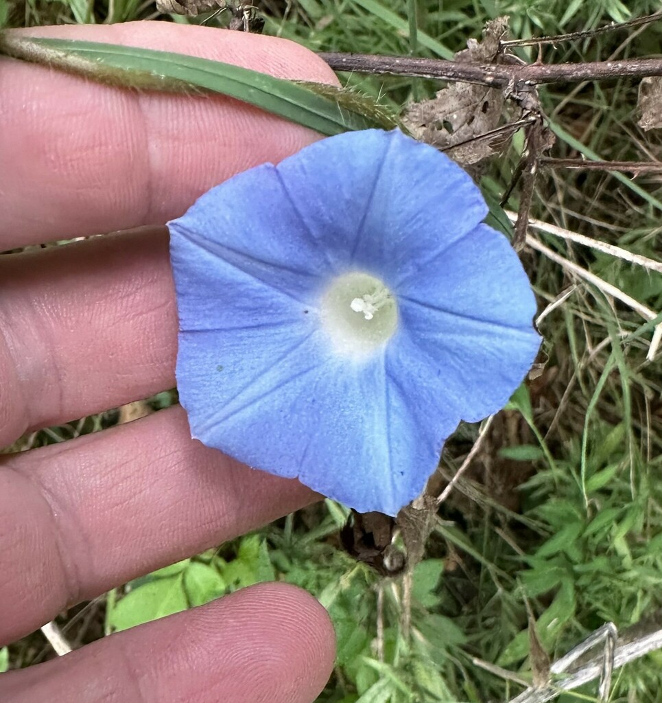Japanese morning glory from Zehner Rd. at Round Island Creek, Limestone