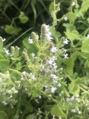 Aeollanthus buchnerianus