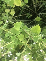 Aeollanthus buchnerianus