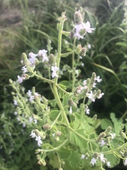 Aeollanthus buchnerianus