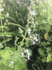 Aeollanthus buchnerianus