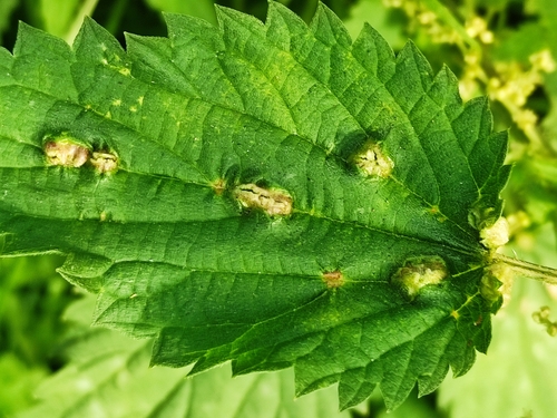 Nettle Pouch Gall Midge, Wageningen, NL-GE, NL, photo 2 of 10