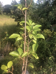 Grewia occidentalis occidentalis