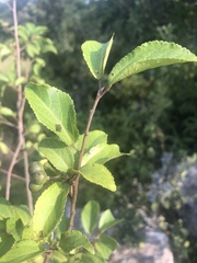 Grewia occidentalis occidentalis