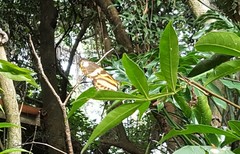 Heliconius ethilla narcaea