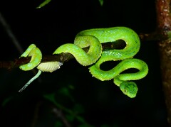 Merendon Palm Pit Viper photo 4