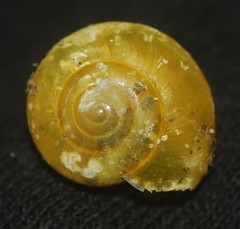 Archecharax glaeserius