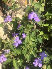 Barleria gueinzii