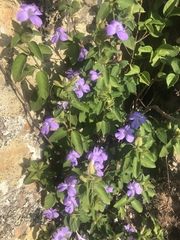 Barleria gueinzii